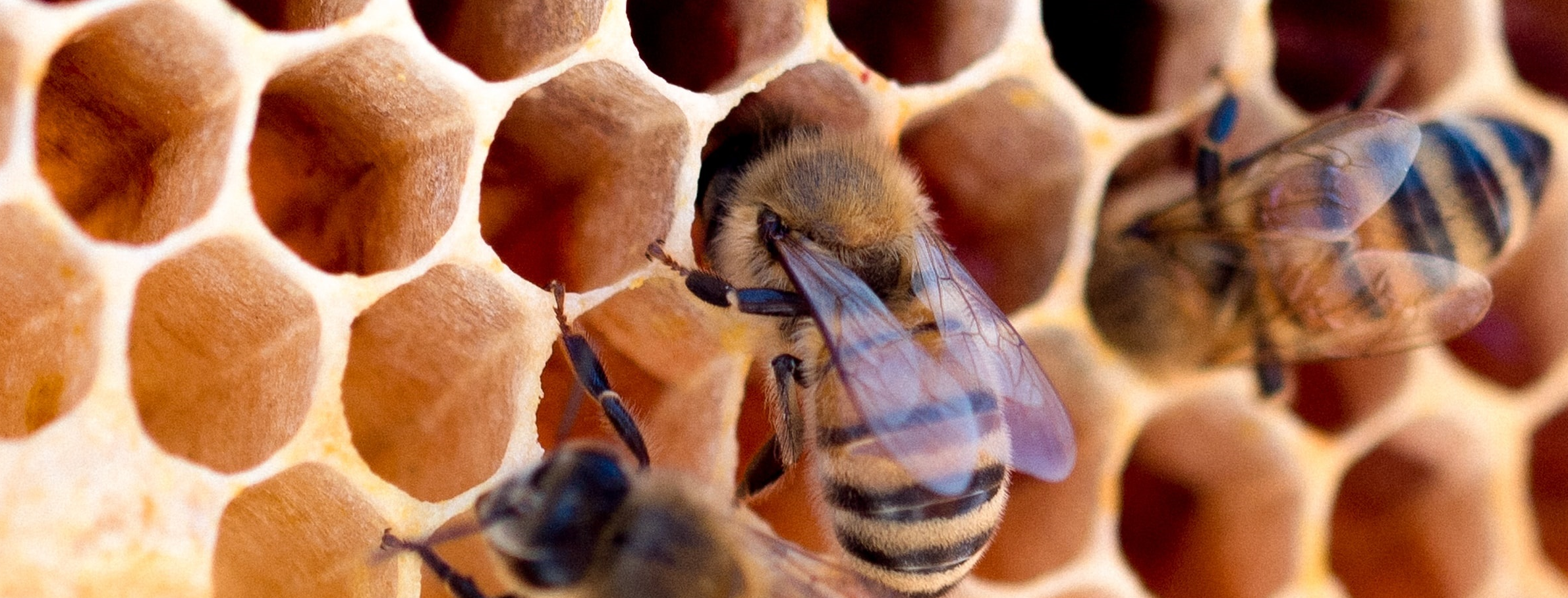 Bienen Bild/Foto di ape/Image from bee